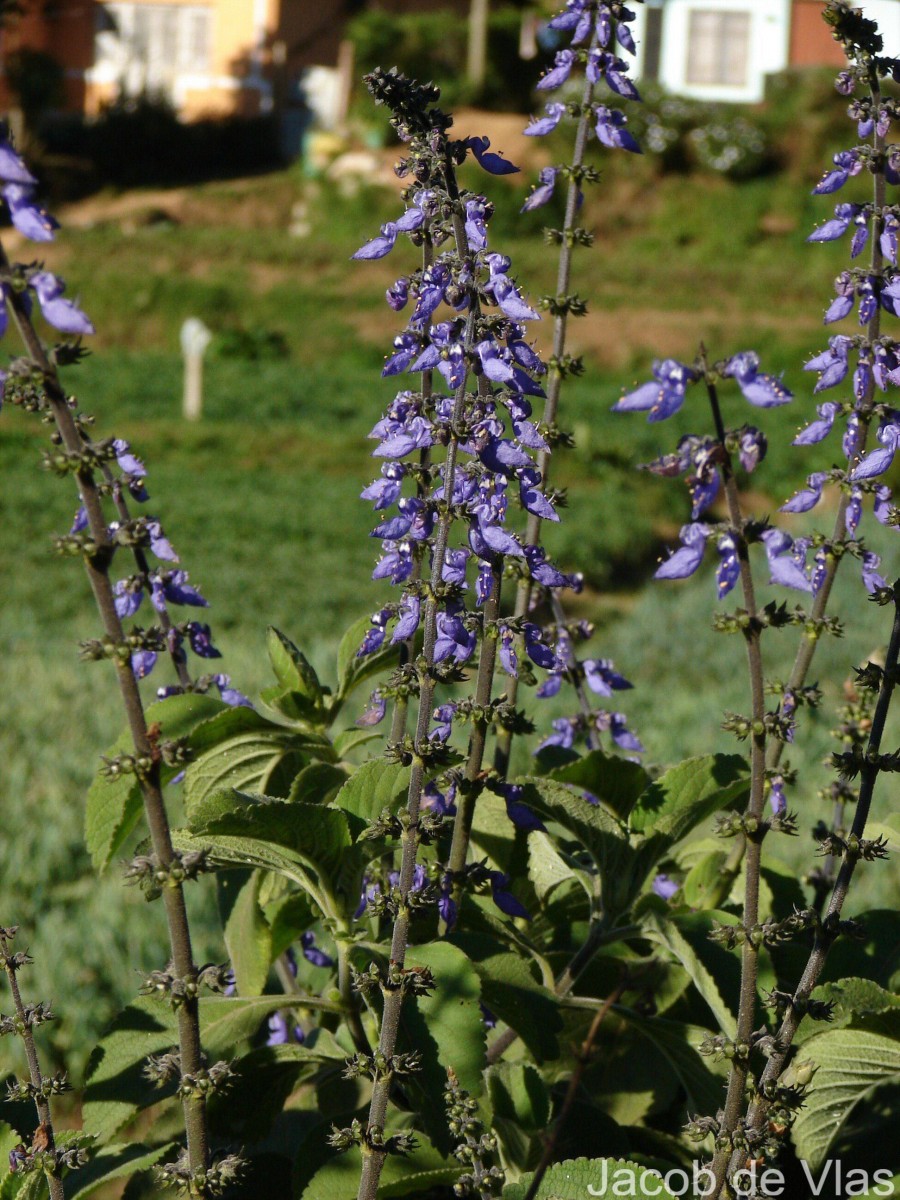 Coleus barbatus var. grandis (L.H.Cramer) A.J.Paton